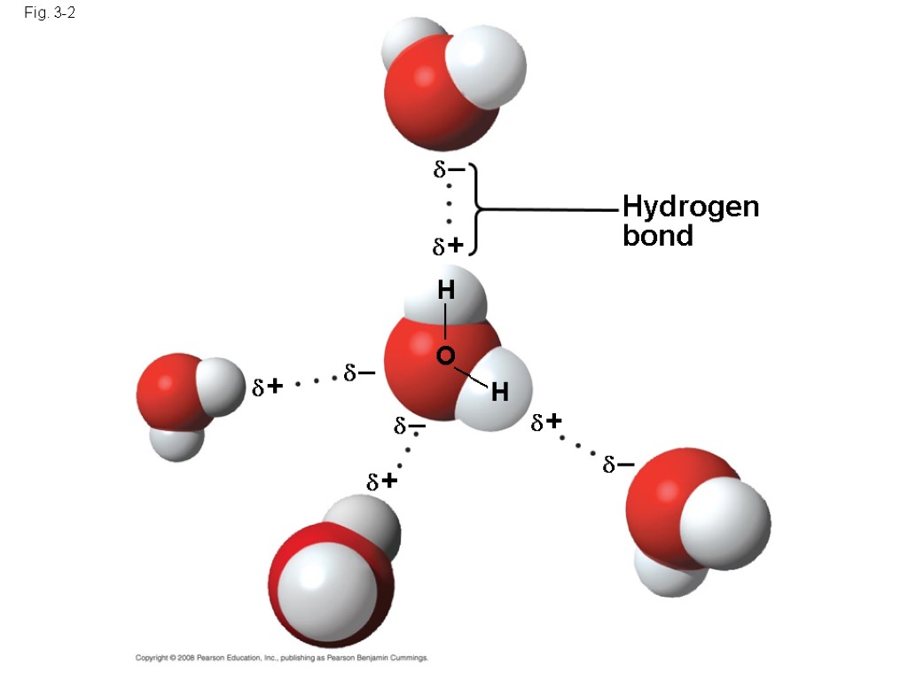 Fig. 3-2 Hydrogen bond  – H  + H O —— —— 